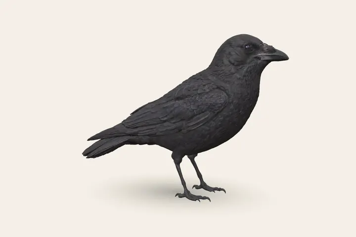 3D model of an adult American Crow, 16–21 in (41–53 cm) long
