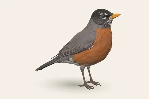 3D model of American Robin