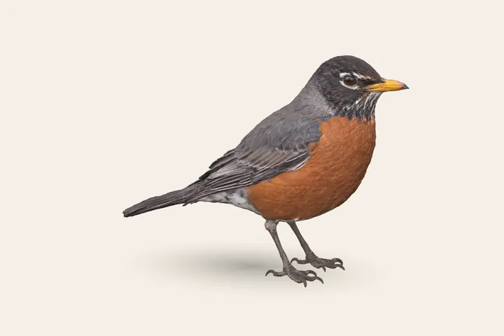 3D model of an adult American Robin, 8–11 in (20–28 cm) long