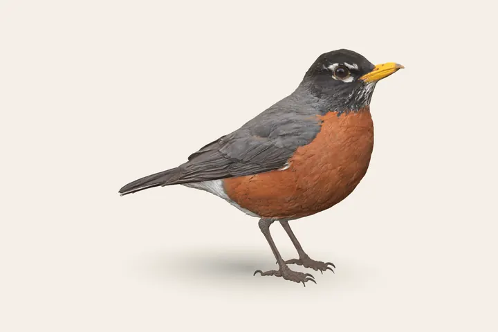 3D model of an adult American Robin, 8–11 in (20–28 cm) long