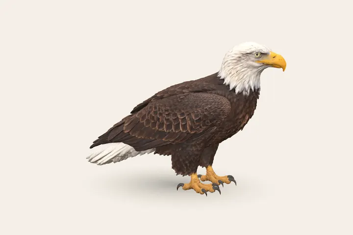 3D model of an adult Bald Eagle, 27.5–40 in (70–102 cm) long