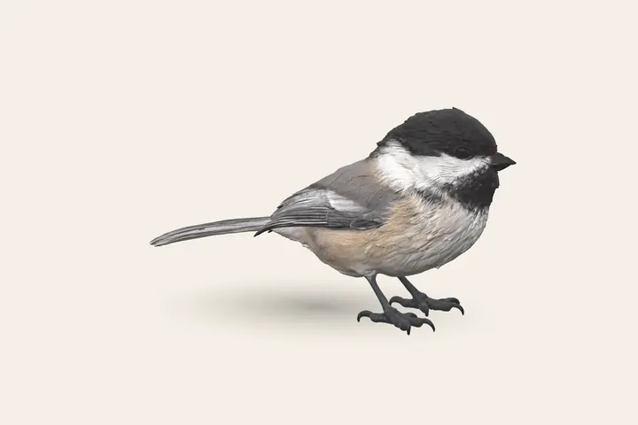 3D model of an adult Black-capped Chickadee, 4.5–6 in (12–15 cm) long