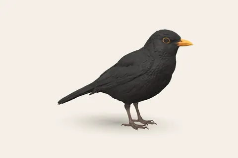 3D model of Blackbird