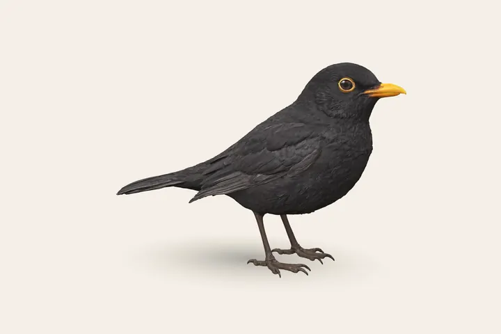 3D model of a male Blackbird, 24–25 cm (9.5–10 in) long