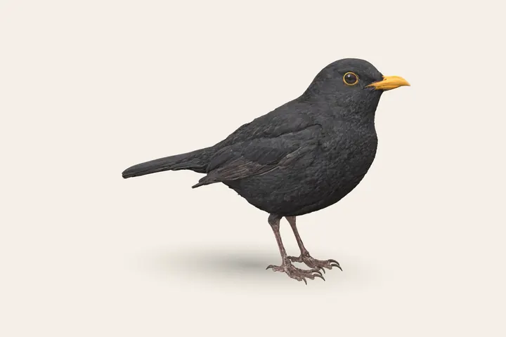 3D model of a male Blackbird, 24–25 cm (9.5–10 in) long