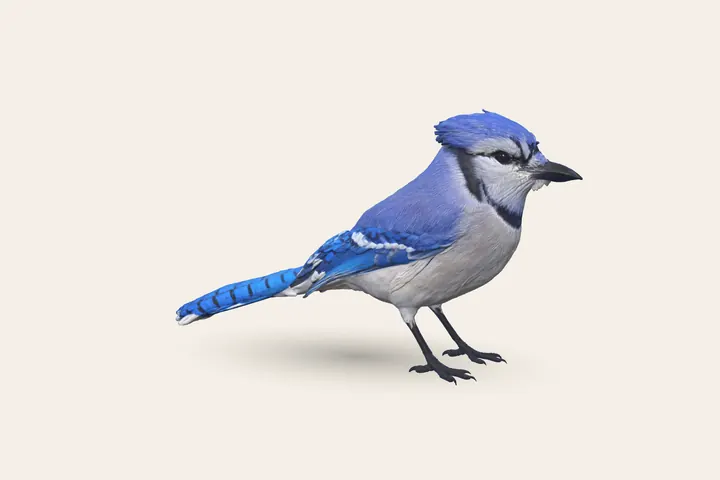 3D model of an adult Blue Jay, 10–12 in (25–30 cm) long