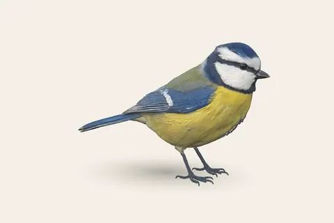 3D model of Blue Tit