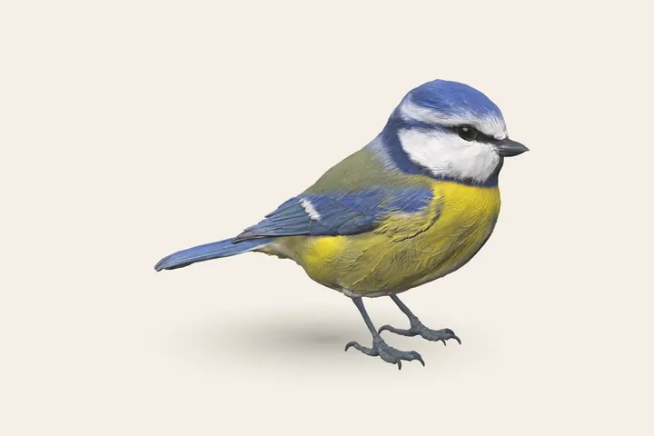 3D model of an adult Blue Tit, 11–12 cm (4.5 in) long