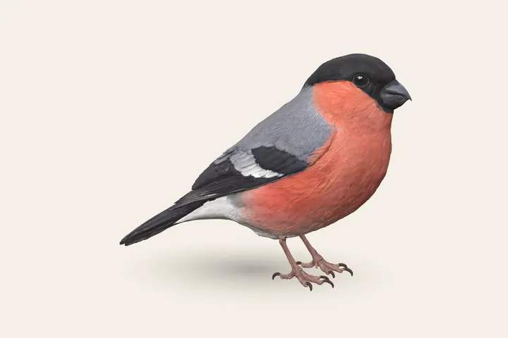 3D model of a male Bullfinch, 14.5–16.5 cm (5.5–6.5 in) long