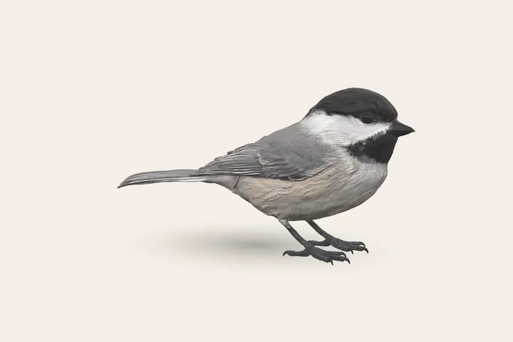 3D model of a Carolina Chickadee, to scale with the Black-capped Chickadee