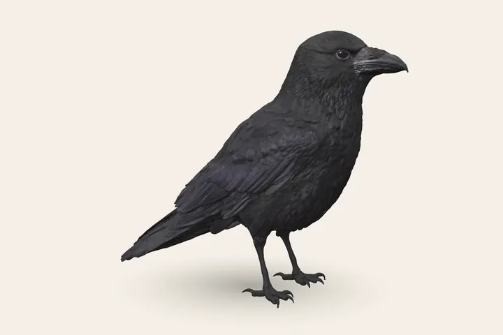 3D model of an adult Carrion Crow, 45–47 cm (17.5–18.5 in) long