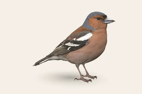 3D model of Chaffinch