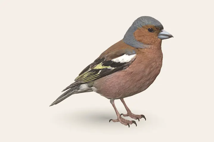 3D model of a male Chaffinch, 14–16 cm (5.5–6.5 in) long