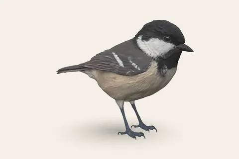 3D model of Coal Tit