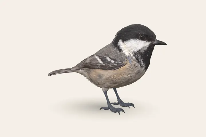3D model of a Coal Tit, to scale with the Great Tit