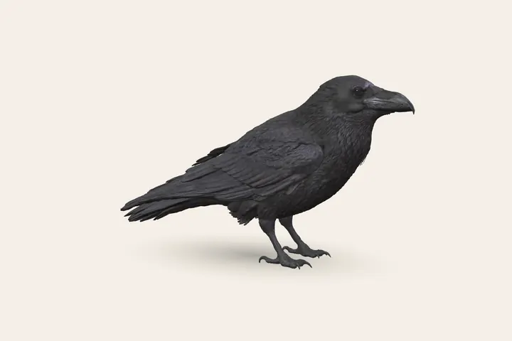 3D model of a Common Raven, to scale with the Carrion Crow