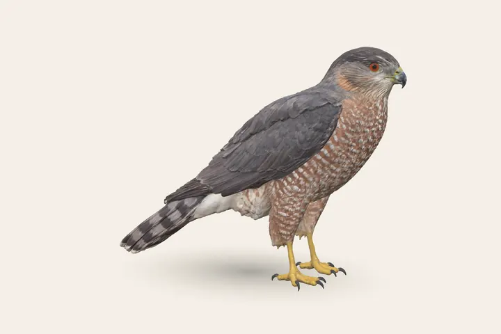 3D model of a Cooper's Hawk (Adult male), 14.5–15.5 in (37–39 cm) long