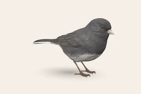3D model of Dark-eyed Junco