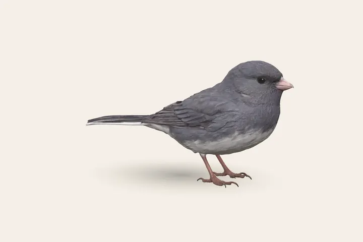 3D model of a Dark-eyed Junco, to scale with the Black-capped Chickadee