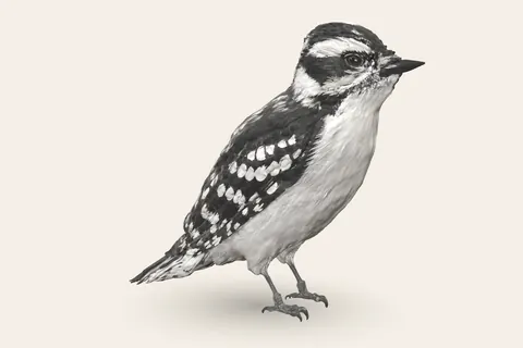 3D model of Downy Woodpecker