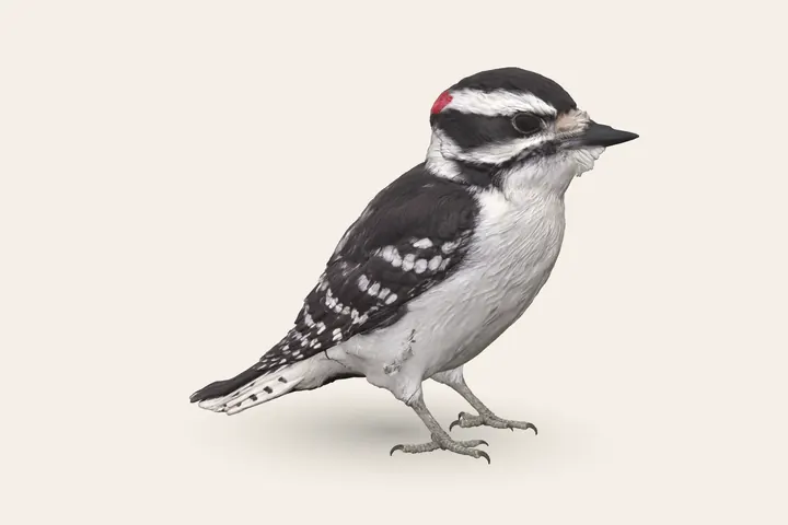 3D model of a Downy Woodpecker (Adult male), 5.5–7 in (14–18 cm) long