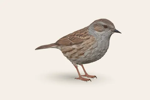 3D model of Dunnock