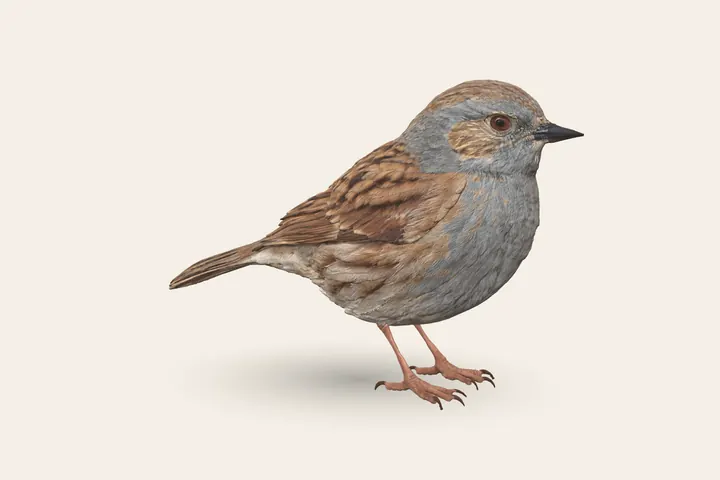 3D model of an adult Dunnock, 14–14.5 cm (5.5 in) long