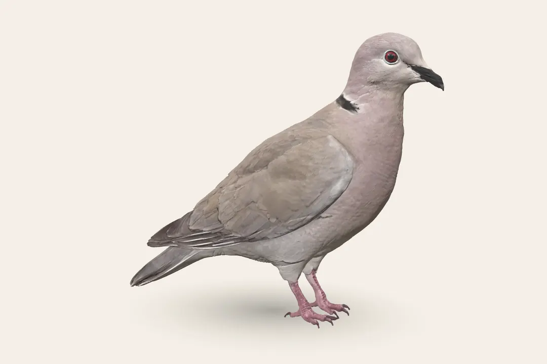 3D model of an adult Eurasian Collared Dove, 30–32 cm (12–12.5 in) long