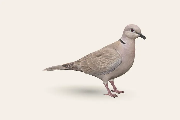 3D model of an adult Eurasian Collared Dove, 30–32 cm (12–12.5 in) long