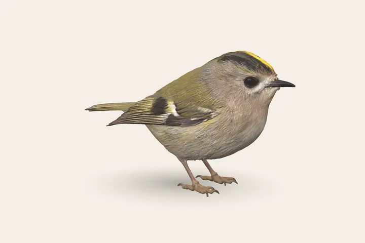 3D model of an adult Goldcrest, 8.5–9.5 cm (3.5 in) long