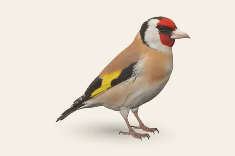 3D model of Goldfinch