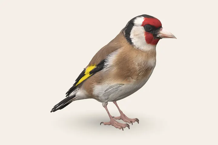 3D model of an adult European Goldfinch, 12–13 cm (4.5–5 in) long
