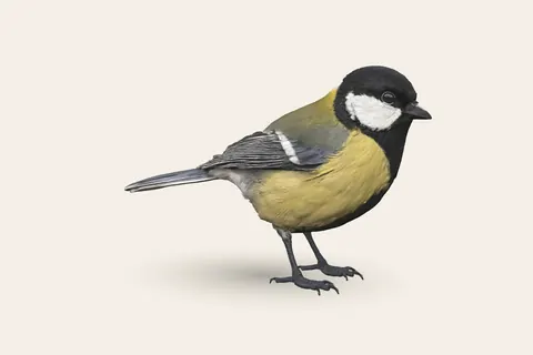 3D model of Great Tit