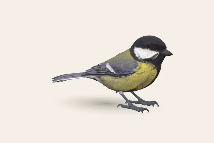 3D model of a Great Tit, to scale with the Coal Tit