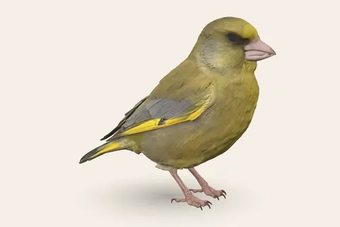 3D model of Greenfinch