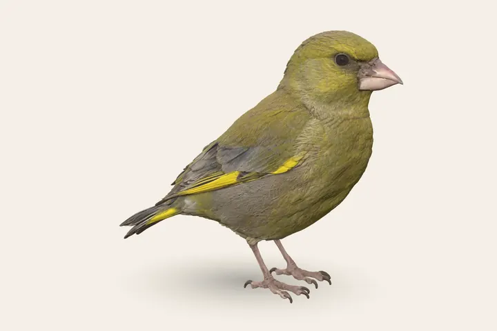 3D model of a male Greenfinch, 14.5–16 cm (5.5–6.5 in) long