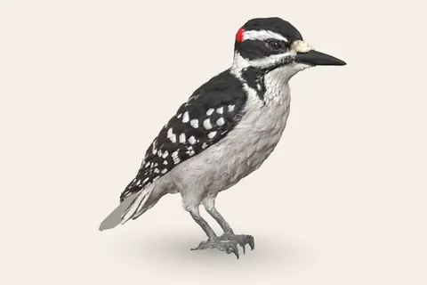 3D model of Hairy Woodpecker
