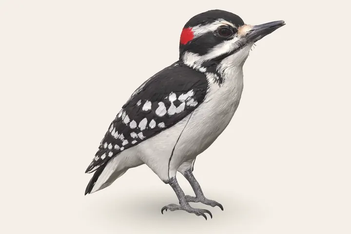 3D model of a Hairy Woodpecker (Adult male), 7–10 in (18–26 cm) long