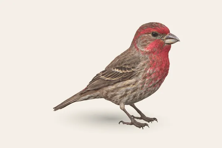 3D model of a male House Finch, 5–6 in (13–15 cm) long