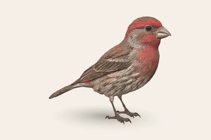 3D model of a male House Finch, 5–6 in (13–15 cm) long