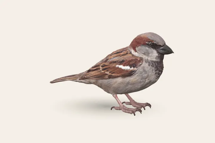 3D model of a male House Sparrow, 14–17 cm (5.5–6.5 in) long