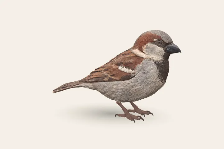 3D model of a male House Sparrow, 14–17 cm (5.5–6.5 in) long