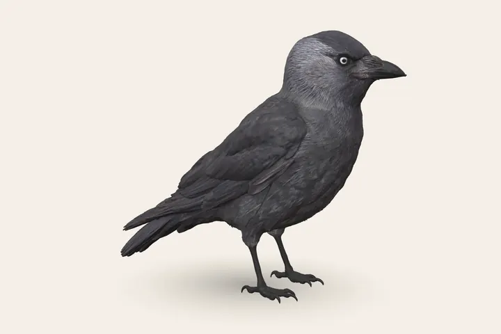 3D model of an adult Jackdaw, 34–39 cm (13.5–15.5 in) long