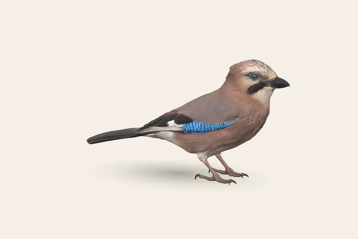 3D model of an adult Eurasian Jay, 32–35 cm (12.5–14 in) long
