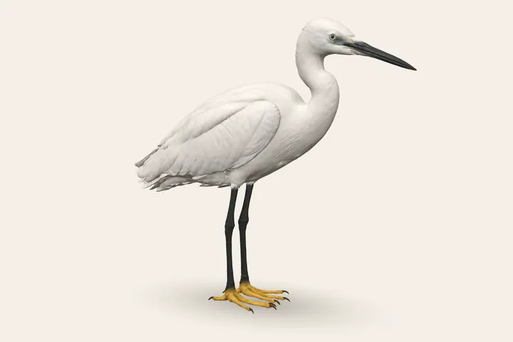 3D model of a Little Egret (Adult nonbreeding), 55–65 cm (21.5–25.5 in) long