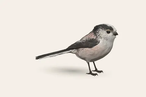 3D model of Long-tailed Tit