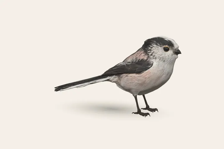 3D model of an adult Long-tailed Tit, 13–16 cm (5–6.5 in) long