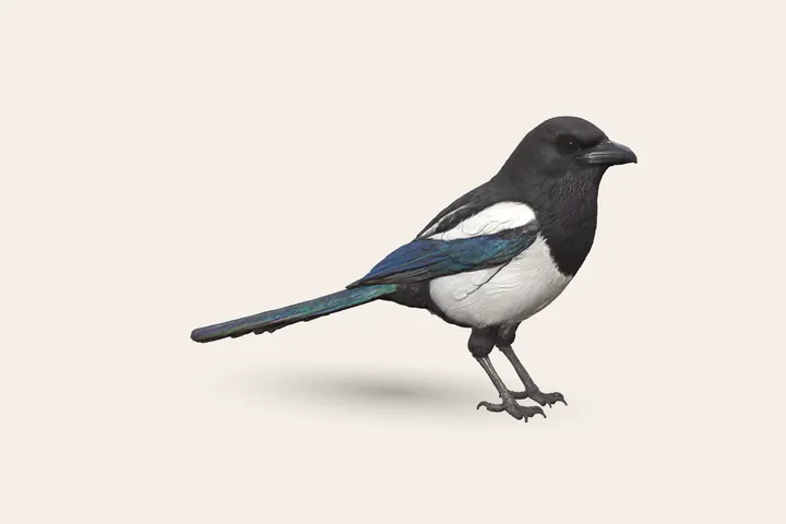 3D model of an adult Magpie, 44–46 cm (17.5–18 in) long