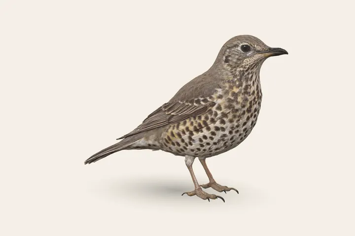 3D model of a Mistle Thrush, to scale with the Song Thrush
