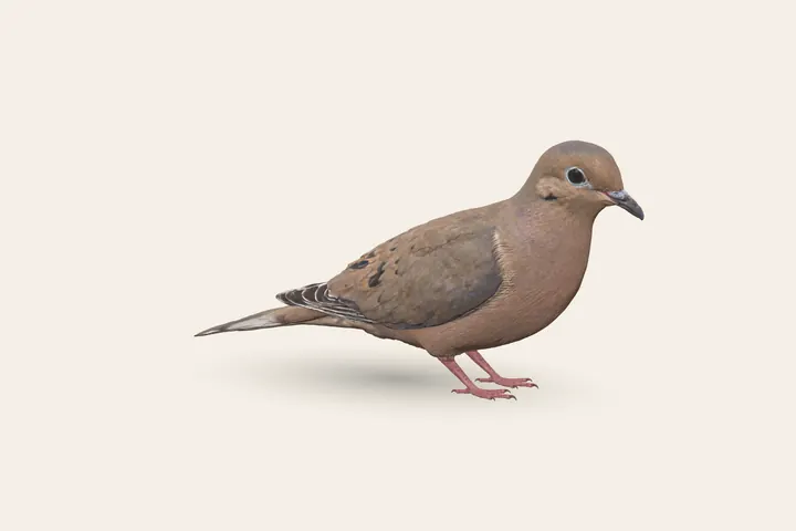 3D model of an adult Mourning Dove, 9–13.5 in (23–34 cm) long